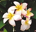 PUA MELIA - (Frangipani/Plumeria) - T.L.C.