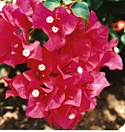 BOUGAINVILLEA - Enthusiasm