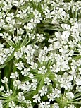 QUEEN ANNE'S LACE