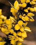 GORSE (Bach Flower)