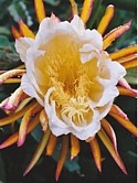 PA-NINI-O-KA - (Night Blooming Cereus) - Light in the Night