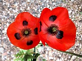 LADYBIRD (RED) POPPY