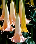 ANGEL'S TRUMPET - (Nana-honua) - Calling Spirit