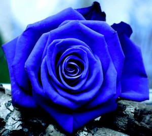 THE BLUE ROSE