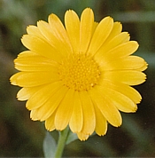 CALENDULA (Calendula officinalis) (Magdalene essence)