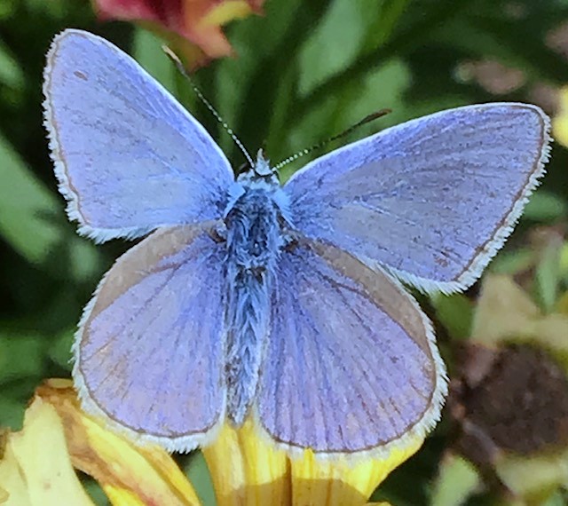 ASCENSION FREQUENCIES OVERLOAD FILTER