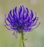 GLOBE RAMPION (Phyteuma orbiculare) (Magdalene Essence)