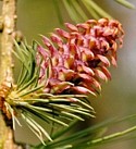 LARCH (Bach Flower)