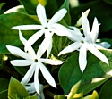 STAR JASMINE - Over-perfectionism