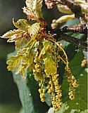 OAK (Bach Flower)