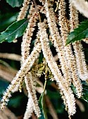 SWEET CHESTNUT (Bach Flower)