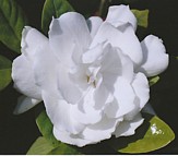 GARDENIA